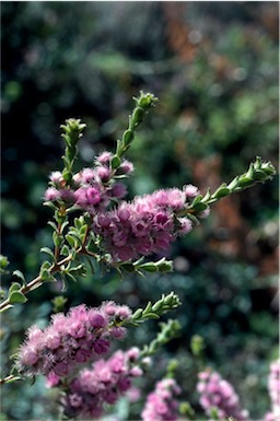 APII jpeg image of Verticordia blepharophylla  © contact APII