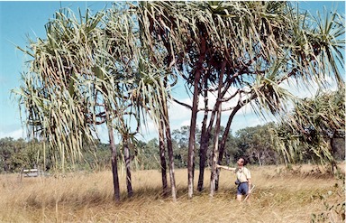 APII jpeg image of Pandanus cookei  © contact APII