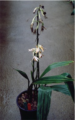 APII jpeg image of Phaius tancarvilleae  © contact APII