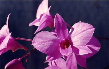 APII jpeg image of Dendrobium phalaenopsis  © contact APII