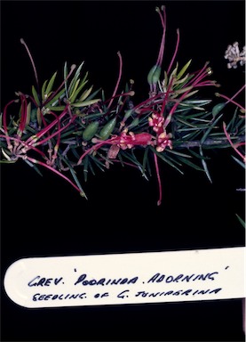 APII jpeg image of Grevillea 'Poorinda Adorning'  © contact APII