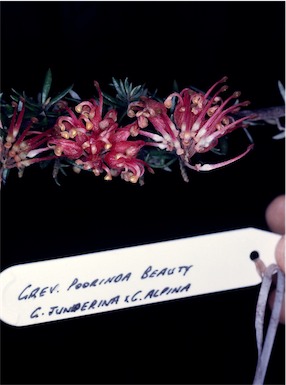 APII jpeg image of Grevillea 'Poorinda Beauty'  © contact APII