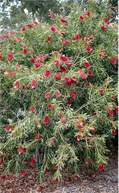 APII jpeg image of Callistemon 'Harkness'  © contact APII