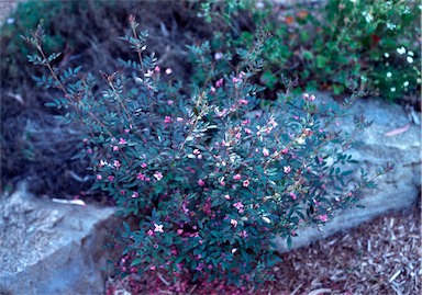 APII jpeg image of Boronia 'Telopea Valley Star'  © contact APII