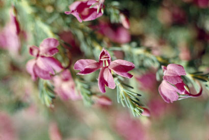 APII jpeg image of Lechenaultia formosa  © contact APII