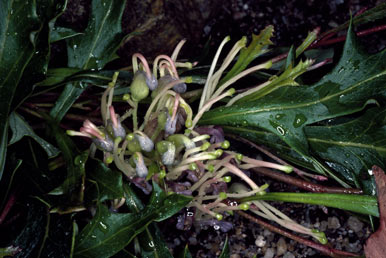 APII jpeg image of Grevillea renwickiana  © contact APII