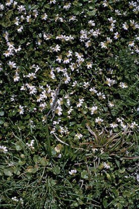 APII jpeg image of Scaevola hookeri  © contact APII