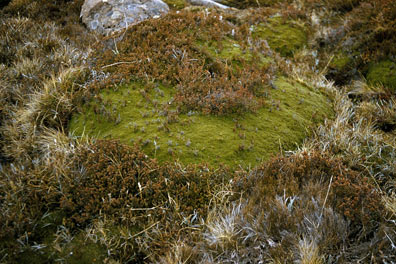 APII jpeg image of Abrotanella forsteroides  © contact APII