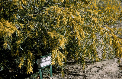 APII jpeg image of Acacia floribunda  © contact APII