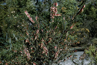 APII jpeg image of Epacris longiflora  © contact APII