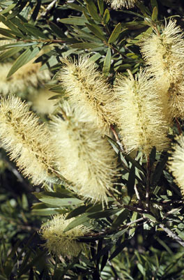 APII jpeg image of Callistemon viminalis  © contact APII