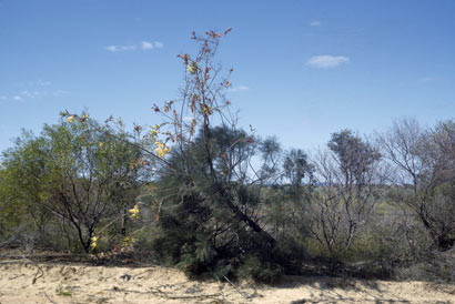 APII jpeg image of Grevillea leucopteris  © contact APII