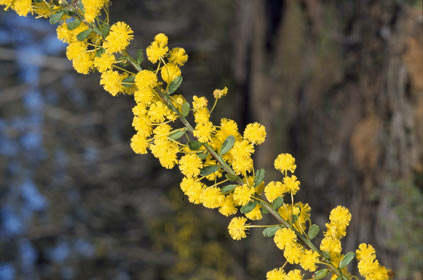 APII jpeg image of Acacia acinacea  © contact APII