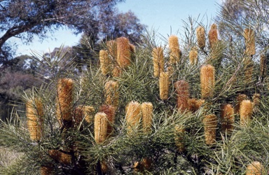 APII jpeg image of Banksia spinulosa var. collina  © contact APII