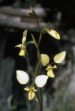 APII jpeg image of Diuris aurea  © contact APII