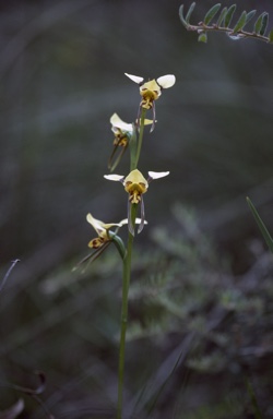 APII jpeg image of Diuris sp.  © contact APII