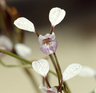 APII jpeg image of Diuris punctata f. blakneyae  © contact APII