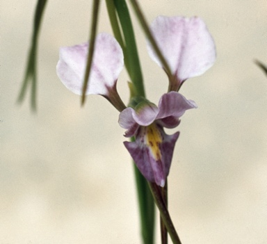 APII jpeg image of Diuris punctata f. blakneyae  © contact APII