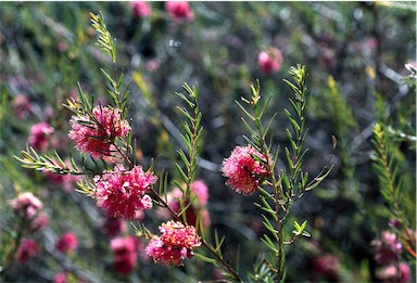 APII jpeg image of Melaleuca fulgens  © contact APII