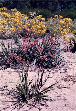 APII jpeg image of Anigozanthos 'Pink Joey'  © contact APII