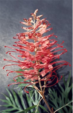 APII jpeg image of Grevillea 'Robyn Gordon'  © contact APII