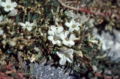 APII jpeg image of Neopaxia australasica  © contact APII