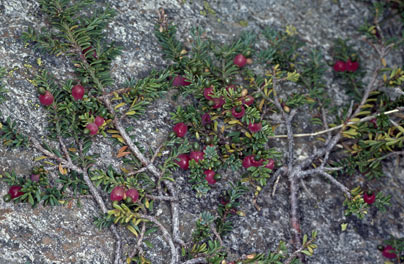 APII jpeg image of Podocarpus lawrencei  © contact APII