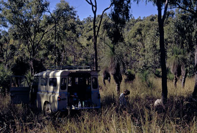 APII jpeg image of Xanthorrhoea johnsonii  © contact APII