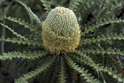 APII jpeg image of Banksia speciosa  © contact APII