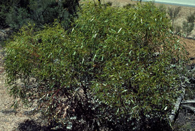 APII jpeg image of Eucalyptus rigidula  © contact APII