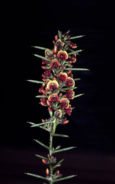 APII jpeg image of Daviesia genistifolia  © contact APII