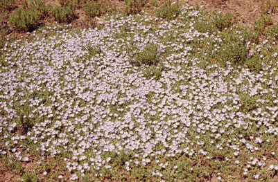 APII jpeg image of Elacholoma prostrata  © contact APII