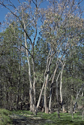 APII jpeg image of Eucalyptus blakelyi  © contact APII