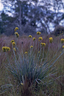 APII jpeg image of Conostylis candicans subsp. candicans  © contact APII