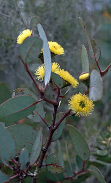 APII jpeg image of Eucalyptus preissiana subsp. preissiana  © contact APII