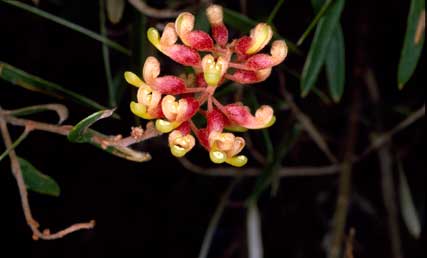 APII jpeg image of Grevillea aspera  © contact APII