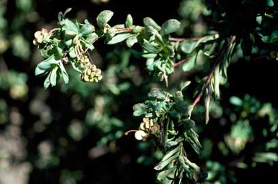 APII jpeg image of Grevillea iaspicula  © contact APII