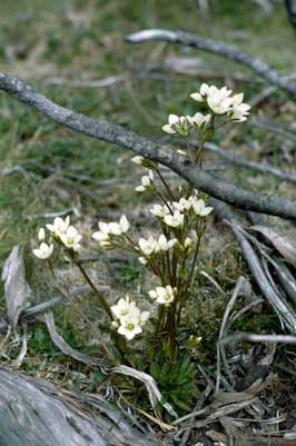 APII jpeg image of Chionogentias diemensis subsp. diemensis  © contact APII