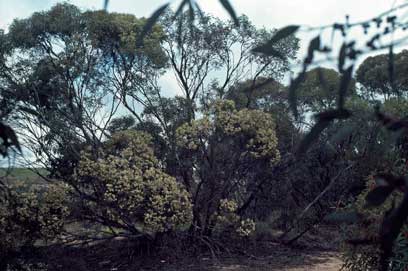 APII jpeg image of Eucalyptus calycogona subsp. trachybasis  © contact APII