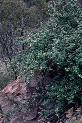 APII jpeg image of Grevillea willisii  © contact APII