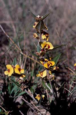 APII jpeg image of Mirbelia platylobioides  © contact APII