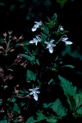 APII jpeg image of Teucrium corymbosum  © contact APII