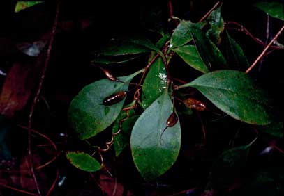 APII jpeg image of Marianthus erubescens  © contact APII