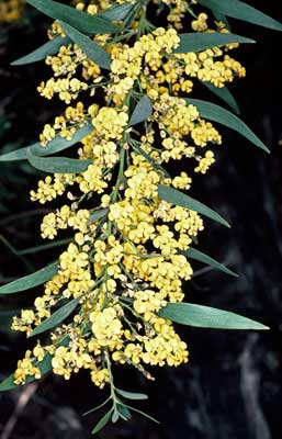 APII jpeg image of Daviesia laxiflora  © contact APII