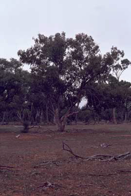 APII jpeg image of Eucalyptus populnea subsp. bimbil  © contact APII