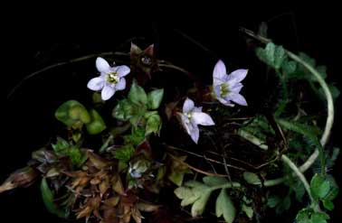 APII jpeg image of Gentiana baeuerlenii  © contact APII