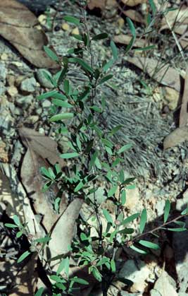 APII jpeg image of Leptospermum brevipes  © contact APII