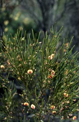 APII jpeg image of Daviesia lineata  © contact APII