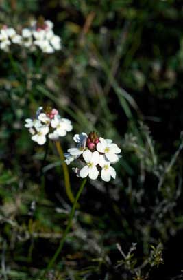 APII jpeg image of Stylidium junceum  © contact APII