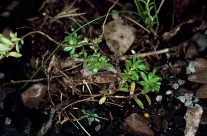 APII jpeg image of Rhytidosporum alpinum  © contact APII